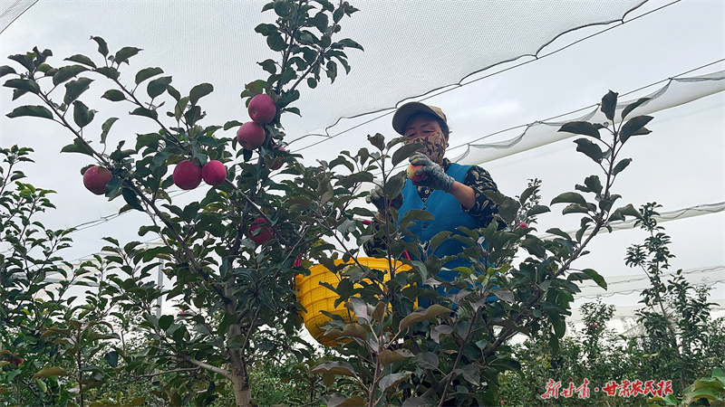 崆峒区：苹果满枝头 农家笑开颜