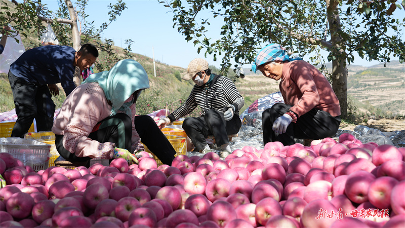 静宁：红果飘香，产业兴旺惠农家