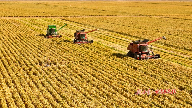 谷子迎来大丰收
