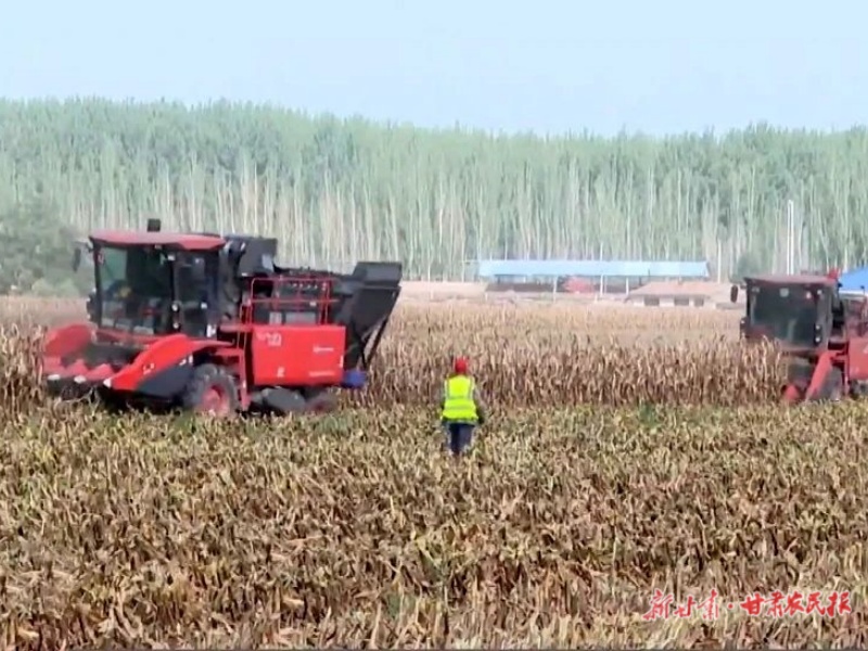 景泰 昔日盐碱滩变身&ldquo;米粮仓&rdquo;
