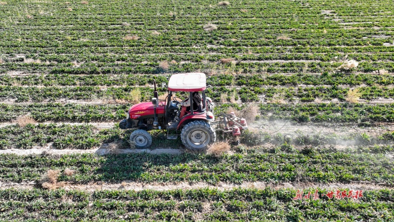 板蓝根迎来采收期