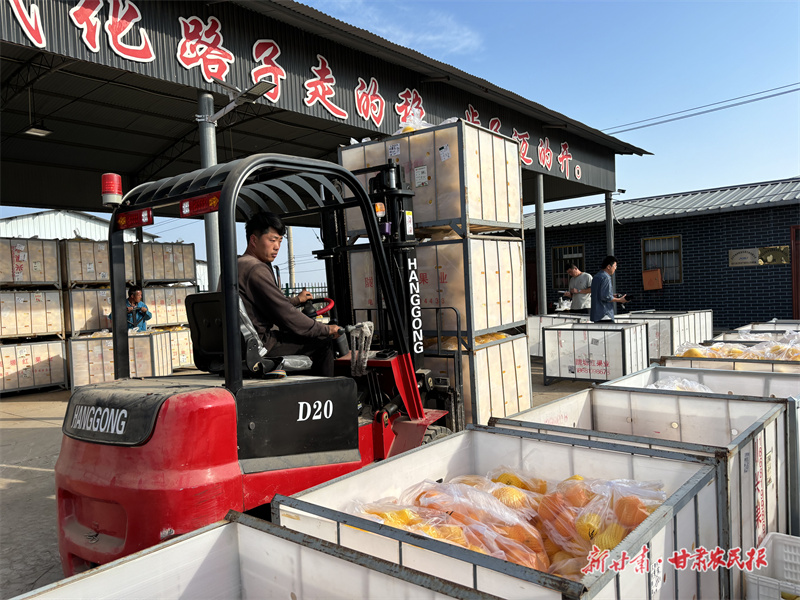 【组图】灵台：&ldquo;金&rdquo;果丰收满枝头