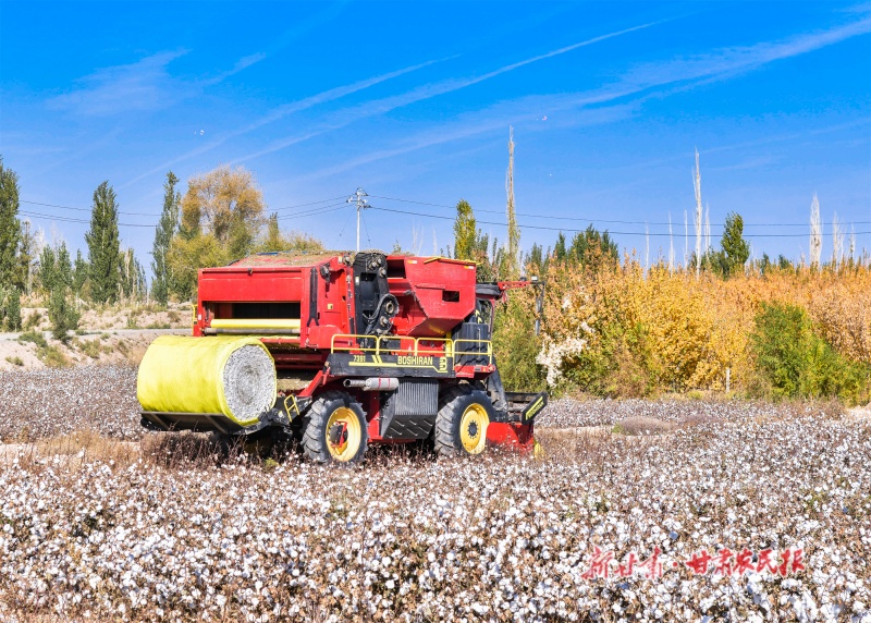 千亩棉花迎来采收季