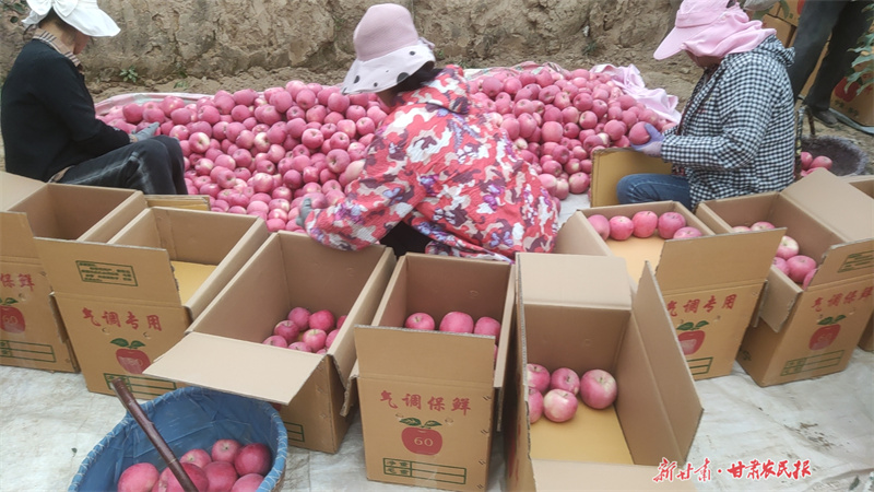 静宁：金秋苹果别样“红”