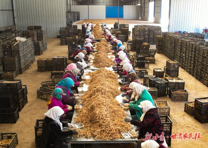 山丹：5000亩黄参&ldquo;破土出圈&rdquo;
