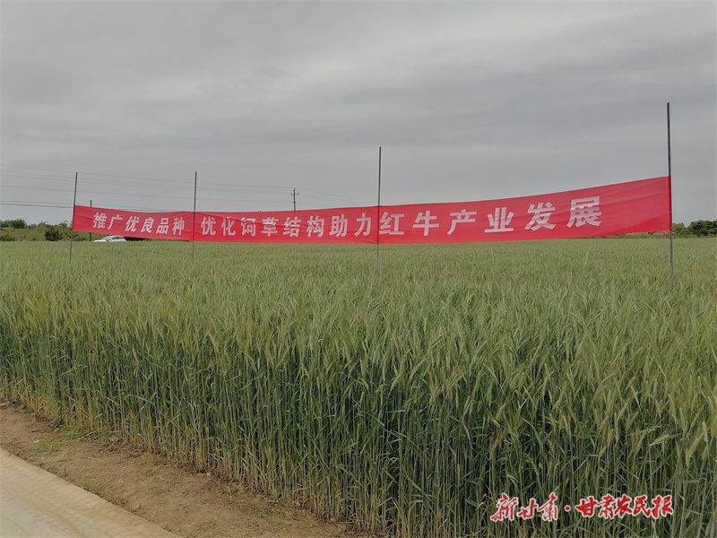 ​平凉：&ldquo;一年两作&rdquo;饲草高效种植赋能红牛产业发展