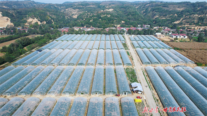 ​泾川：设施蔬菜&ldquo;丰&rdquo;景好

