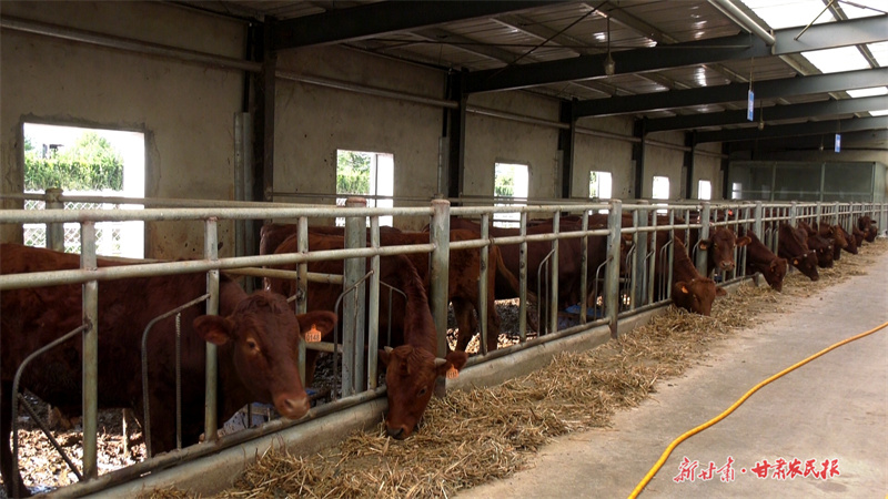 崇信：产业链上“牛”劲足