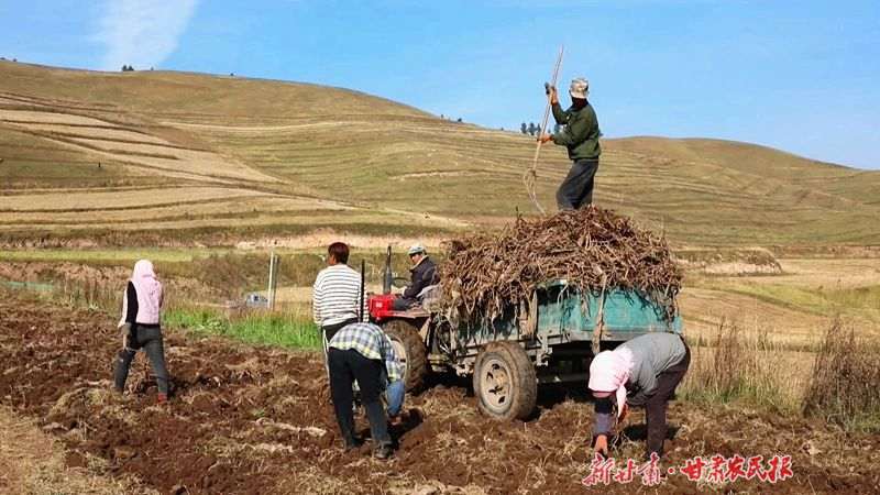天祝县哈溪镇：药材飘香说丰年
