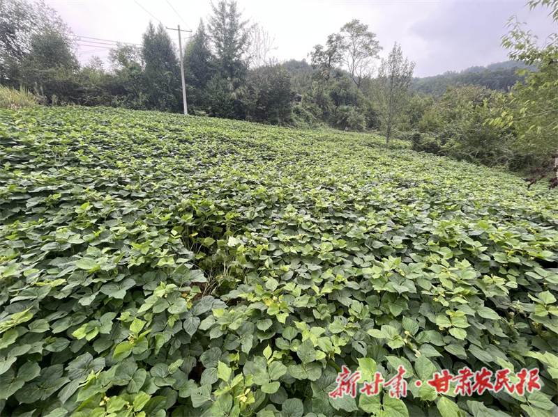 康县：整合闲置土地资源 助推村集体经济稳步增长