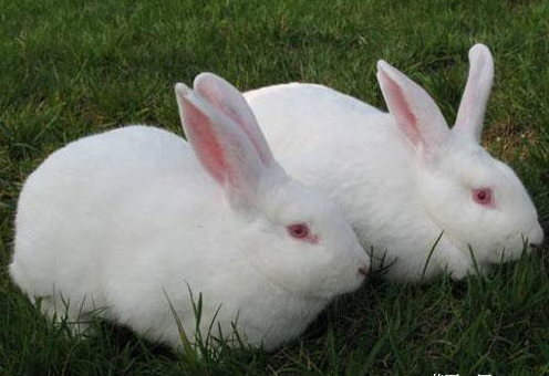 ​​家兔秋冬季高发疾病防治