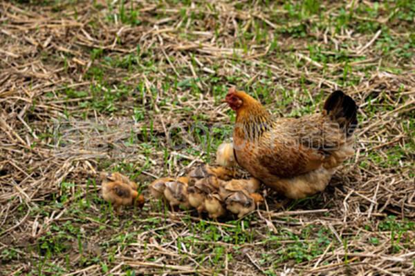 秋冬季养鸡须控温控风控湿