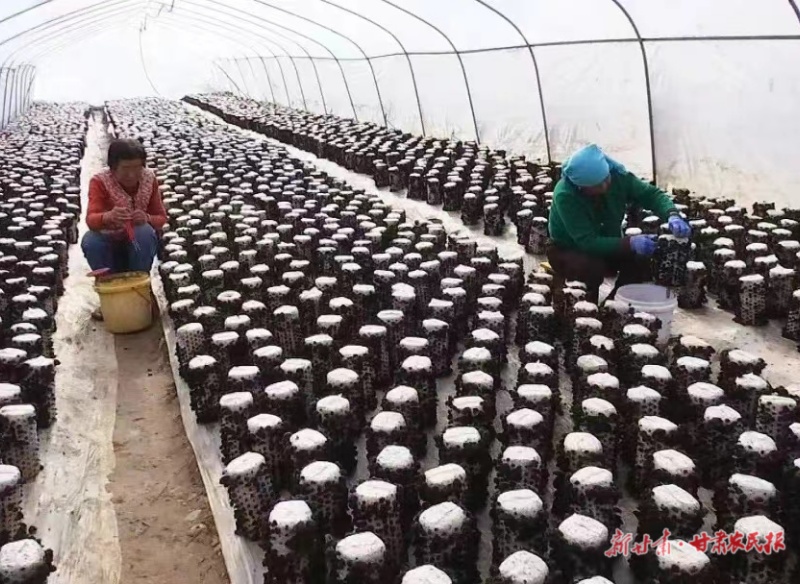 镇原 食用菌年产值9700万元