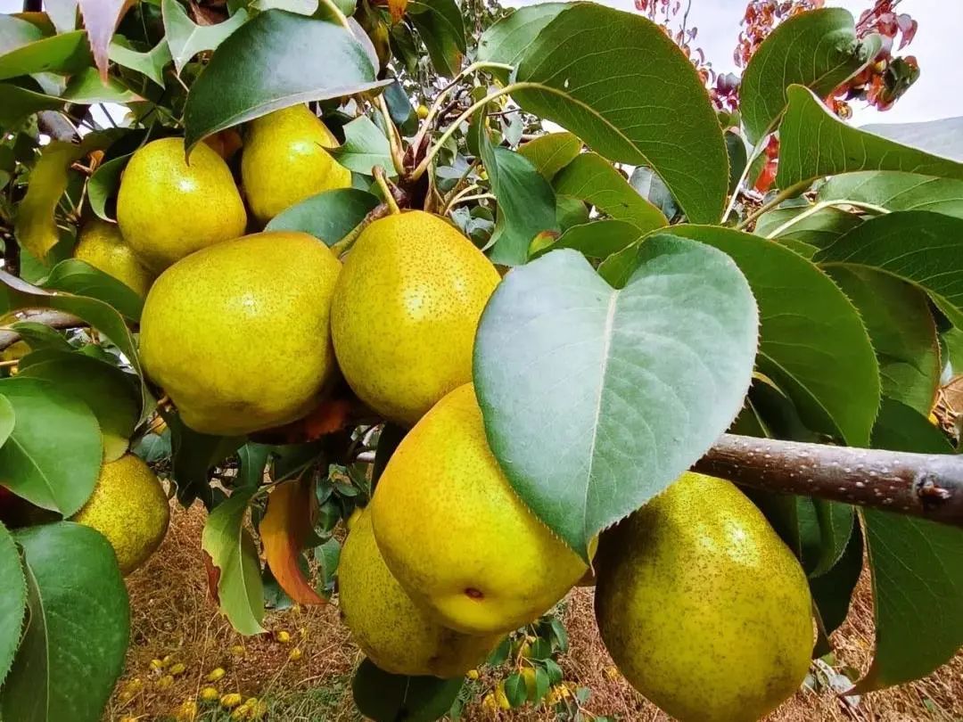 梨树11月份管理技术要点