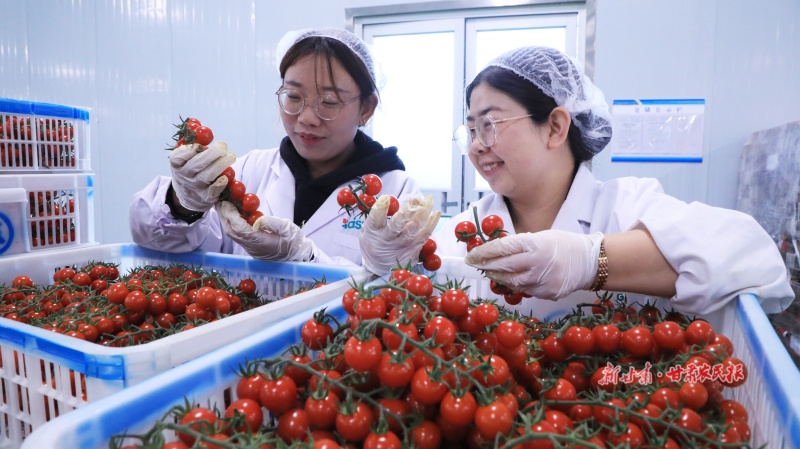 新鲜装箱的串番茄