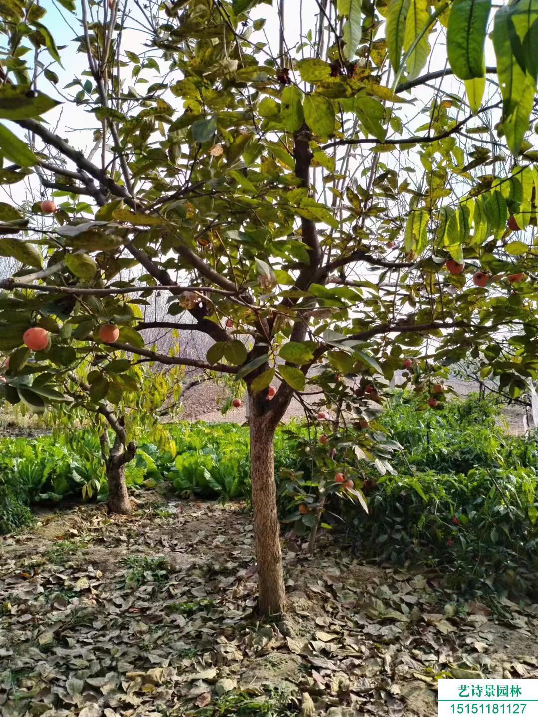 果树常见伤口保护剂的配制及使用
