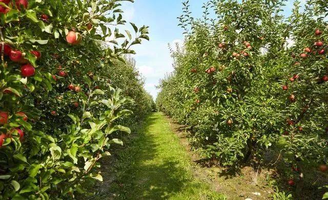 果树烂根如何防治