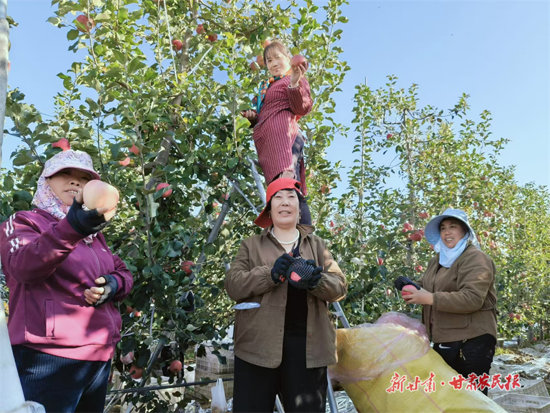 灵台 一果四吃 产销两旺
