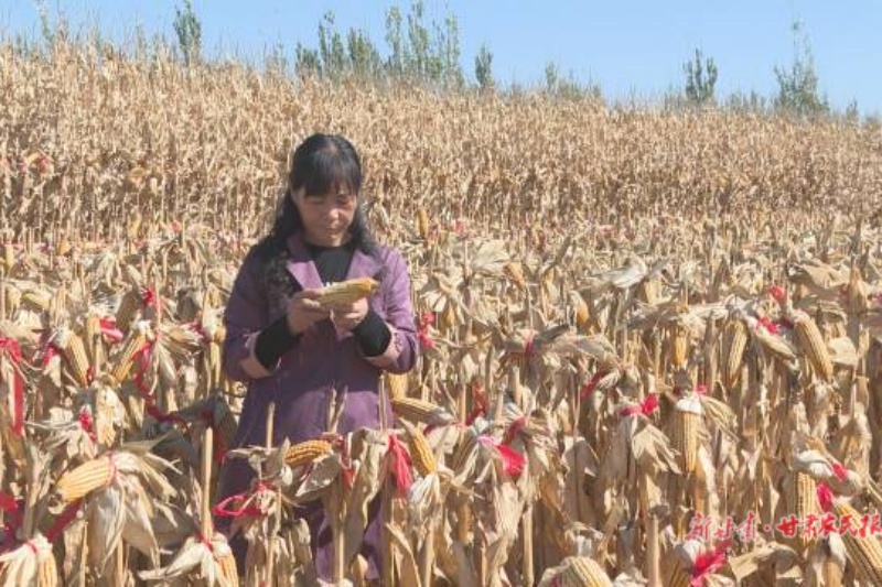 周廷芬 新时代农田的守望者