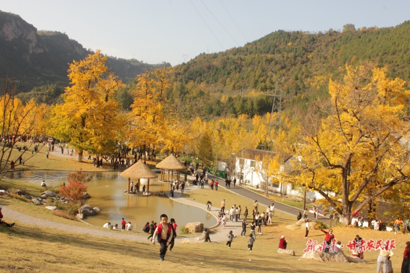 徽县千年银杏群落