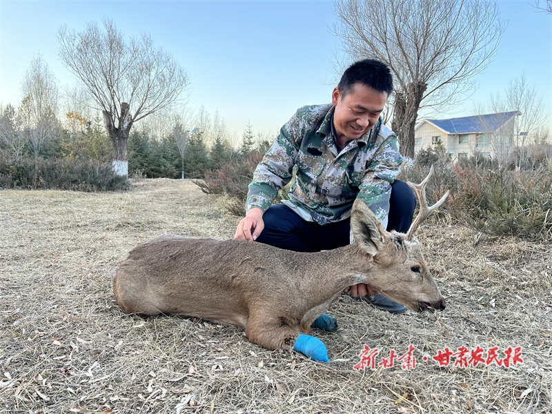 民乐警方成功救助并放生一只国家&ldquo;三有&rdquo;保护动物&mdash;&mdash;狍鹿
