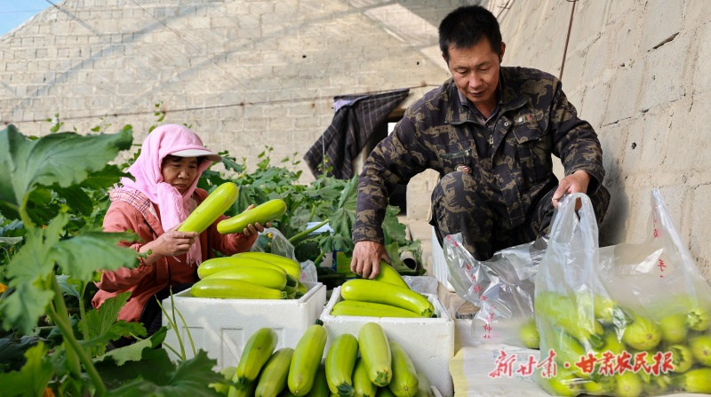 西葫芦成熟上市