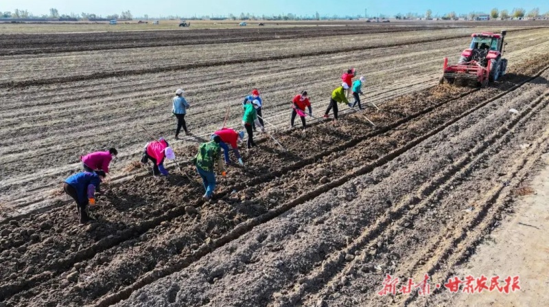 民勤县：致富路上&ldquo;芪&rdquo;飘香
