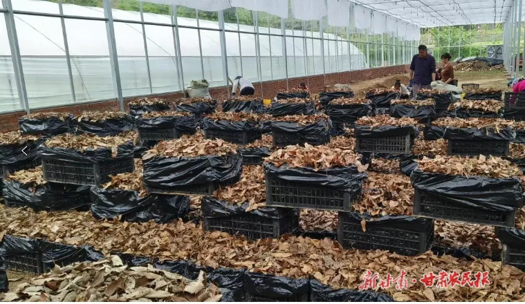 一颗天麻的掘金之旅 &mdash;&mdash;康县做大做强天麻产业综述