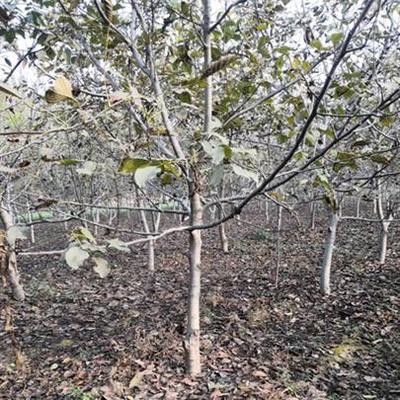 冬防核桃病害注意五点