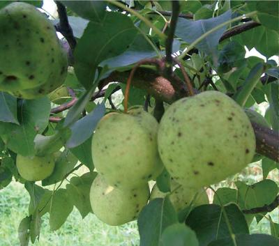 梨黑星病的防治
