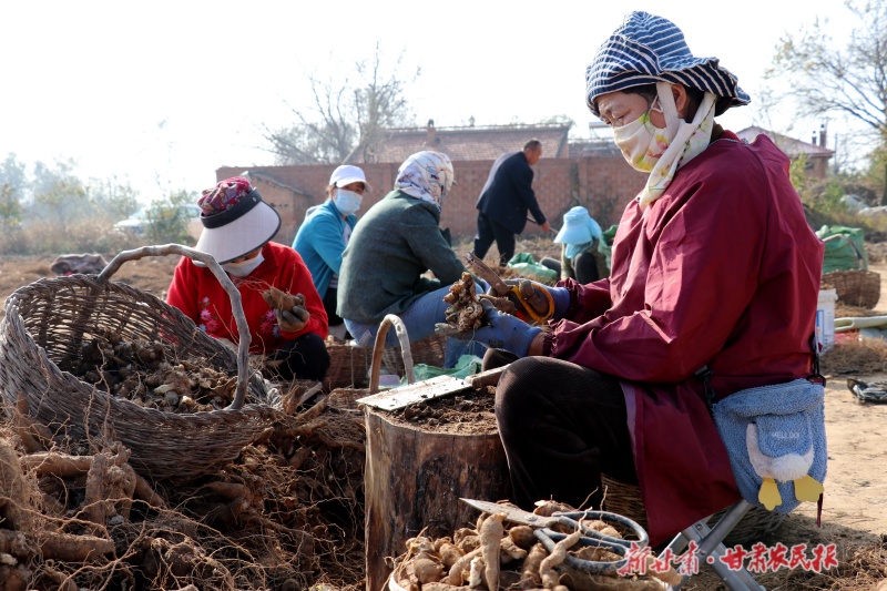 中药材种植基地