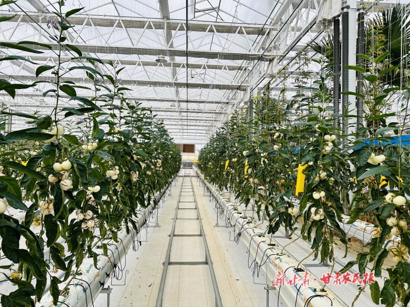 靖远 科技赋能让农业生产更&ldquo;智慧&rdquo;
