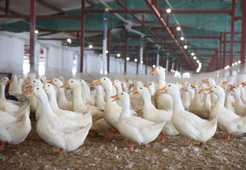 冬季肉鸭如何管？3个关键要抓好