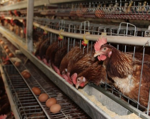 初冬蛋鸡高产五注意