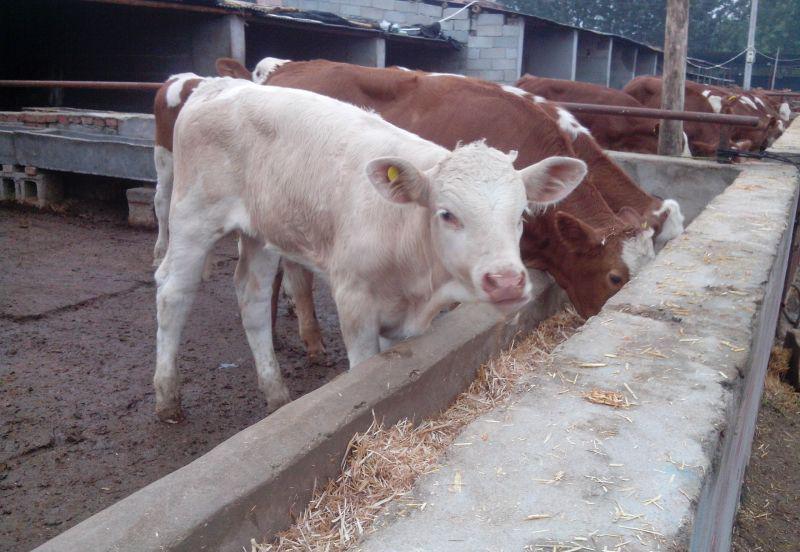 小牛犊出汗是什么病？