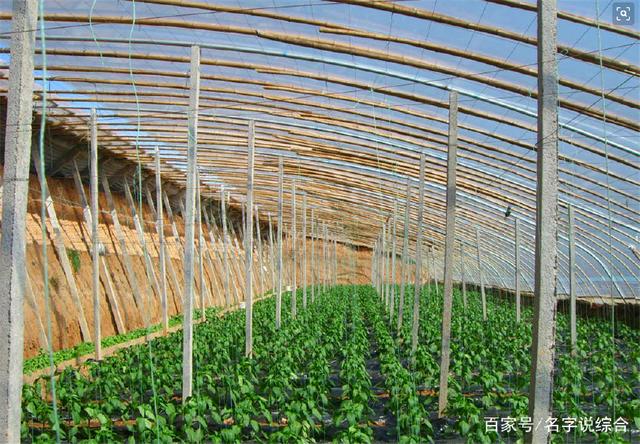 冬季低温天气 设施大棚这样保暖
