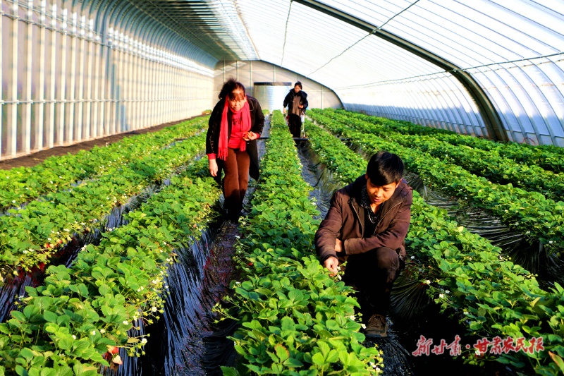 石桥镇现代农业产业园区