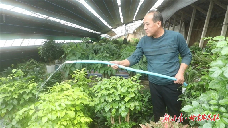 天祝：冬日花卉大棚&ldquo;春意浓&rdquo;