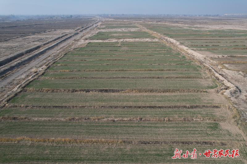 凉州区五和镇：冬小麦出苗见绿 长势喜人