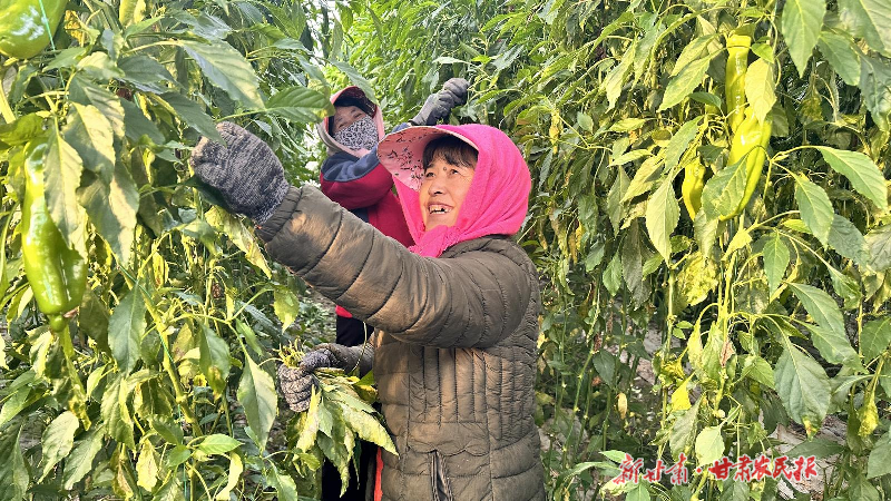 凉州：冬日大棚好&ldquo;丰&rdquo;景