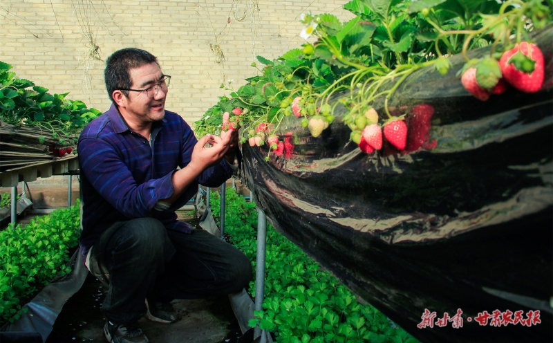 管理大棚草莓