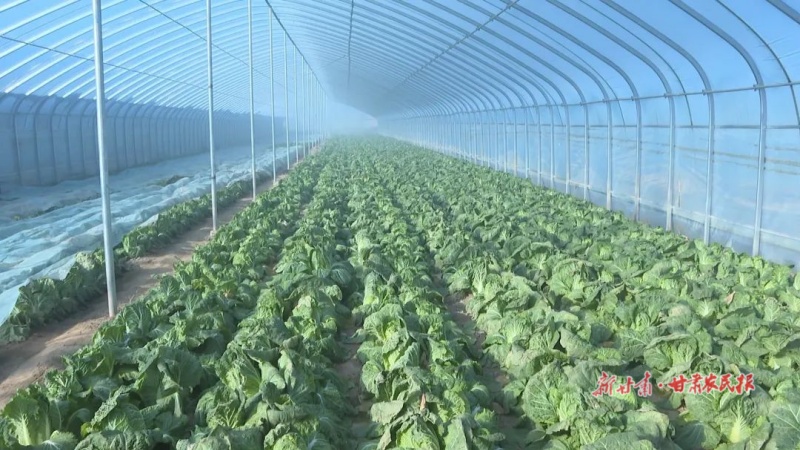 景泰 大棚经济助力乡村振兴
