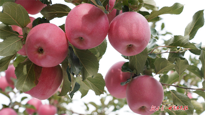静宁：拓展销售渠道 推动苹果产业升级