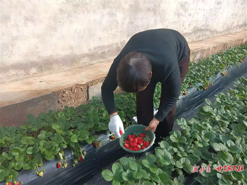 泾川 冬季草莓助推&ldquo;采摘经济&rdquo;火热
