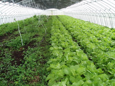 冬季棚室放风建议“三看”