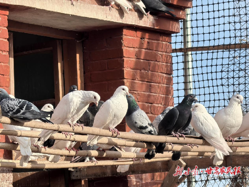 凉州区洪祥镇：做好特色产业 助力乡村振兴