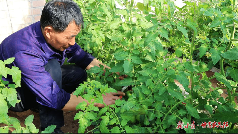 金川：&ldquo;老味道&rdquo;西红柿映红好日子