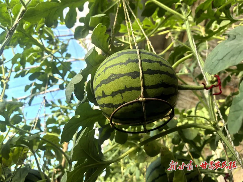 民勤县重兴镇：黑山&ldquo;吊蔓&rdquo;西瓜上市惹人馋