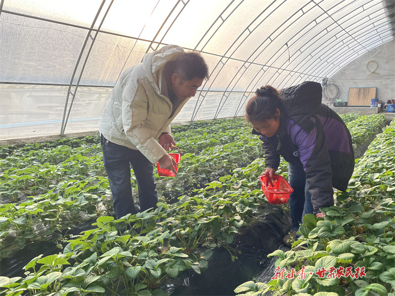 泾川 设施农业助力产业振兴