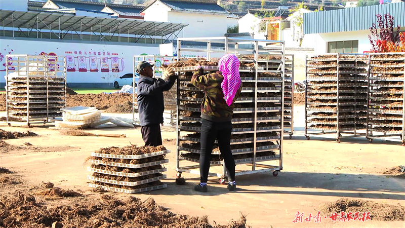 庄浪：药材种植助振兴